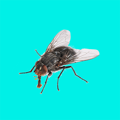 InsectRepellent